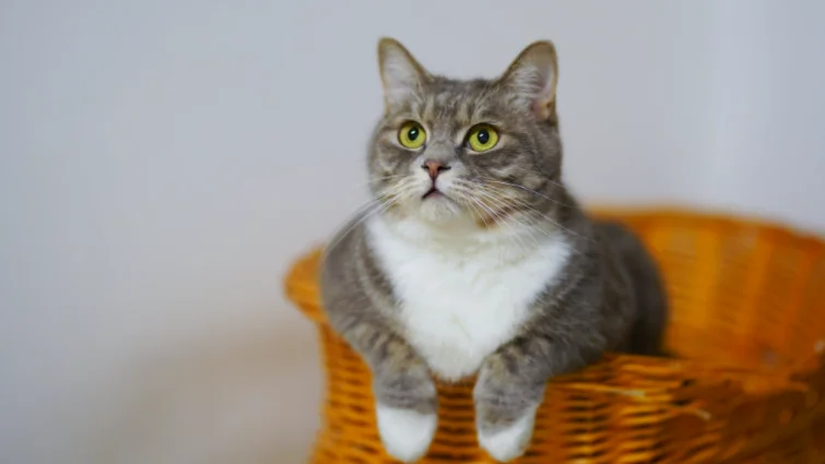 Un gatto in casa è un toccasana